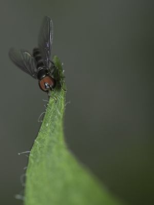 MOSQUITO NA SELVA