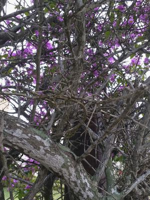 #NATUREZA77