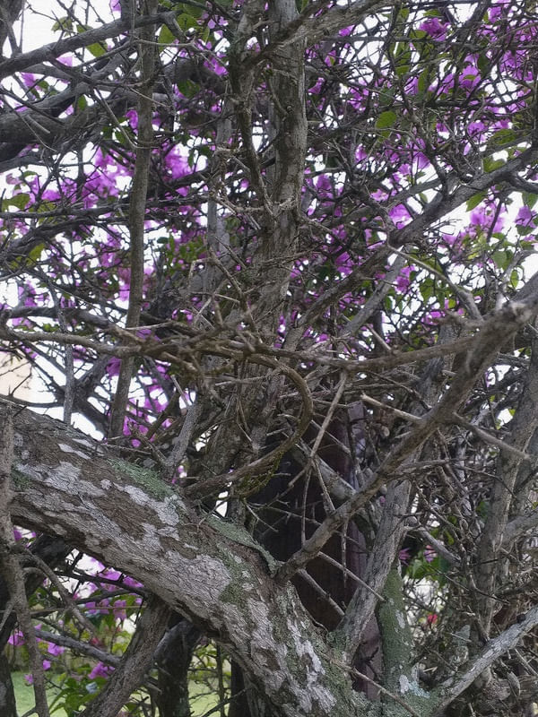 #NATUREZA77