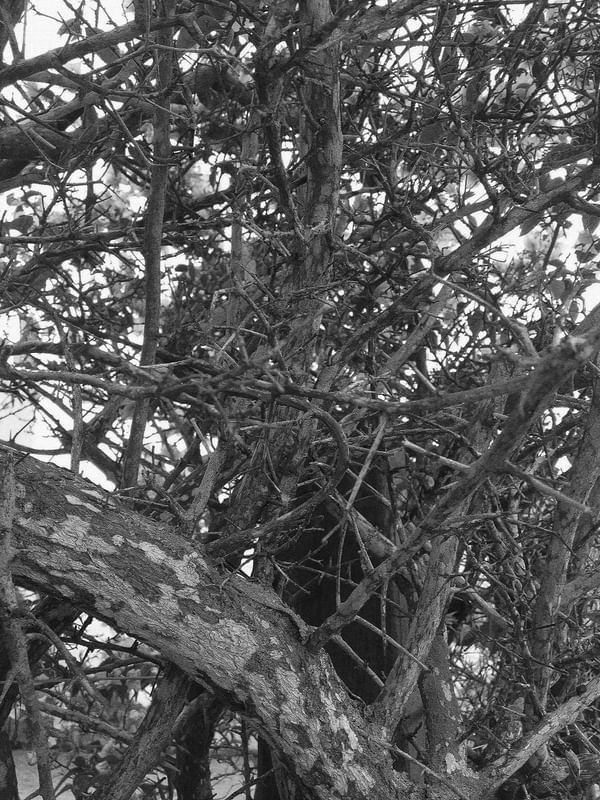 #NATUREZA79