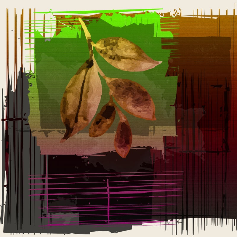 TROPICAL HOUSE 10