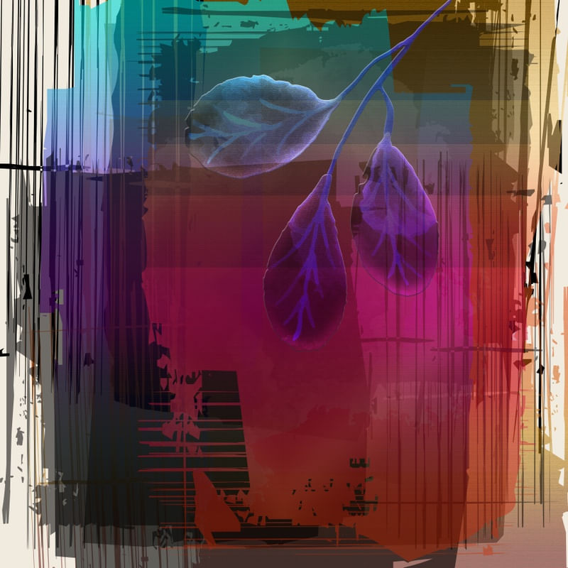 TROPICAL HOUSE 15