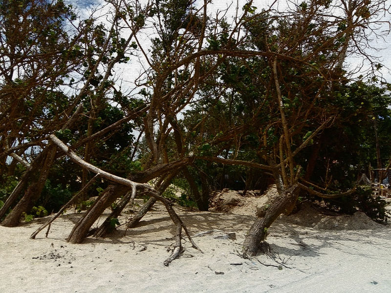 NATUREZA RAÍZES