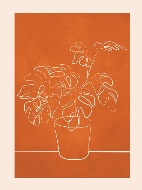 MINIMAL MONSTERA DELICIOSA PLANT 1