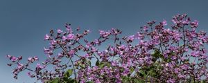 FLORESCER NO SERTÃO