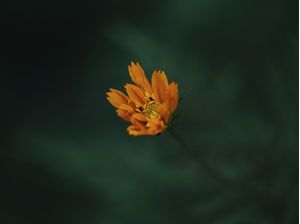FLOR DE COSMOS
