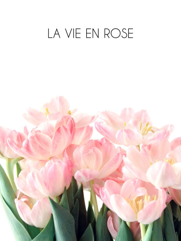 PINK TULIPS