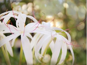 SPIDER LILIES