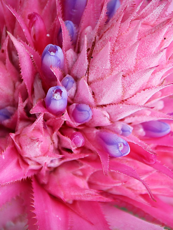 BROMELIA SILVER VASE - PORTRAIT
