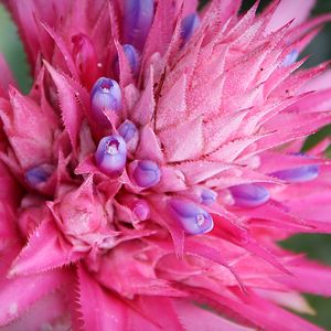 BROMELIA SILVER VASE