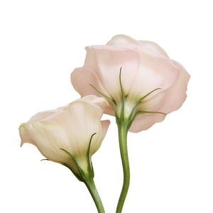 DUAS FLORES