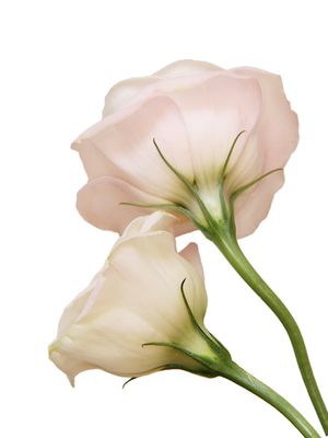 AS DUAS FLORES