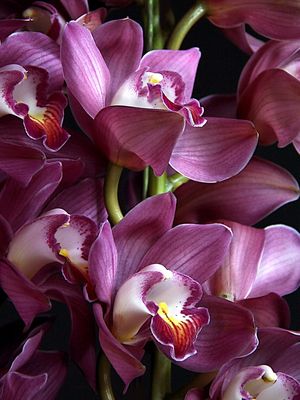 CYMBIDIUM - PORTRAIT