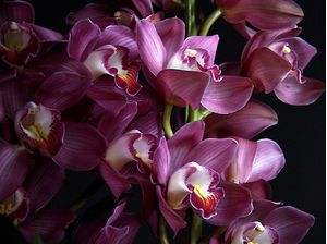 CYMBIDIUM