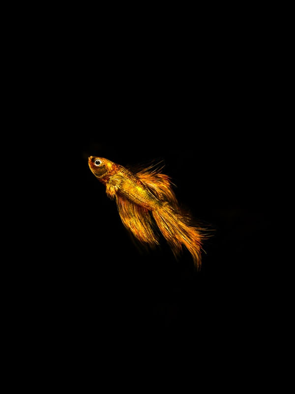 PEIXE DOURADO