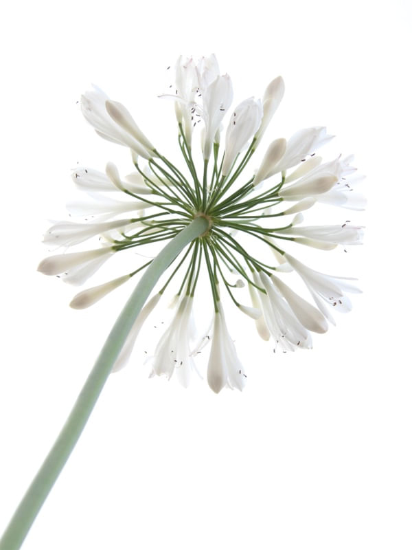 WHITE HOPE