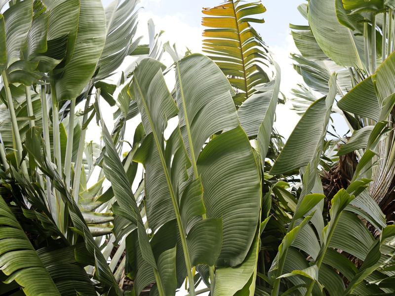 JUNGLE BLISS