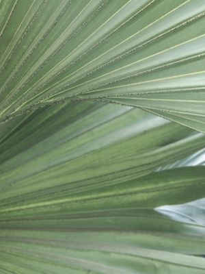 JUNGLE PEACE