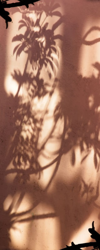 FLORA 1071