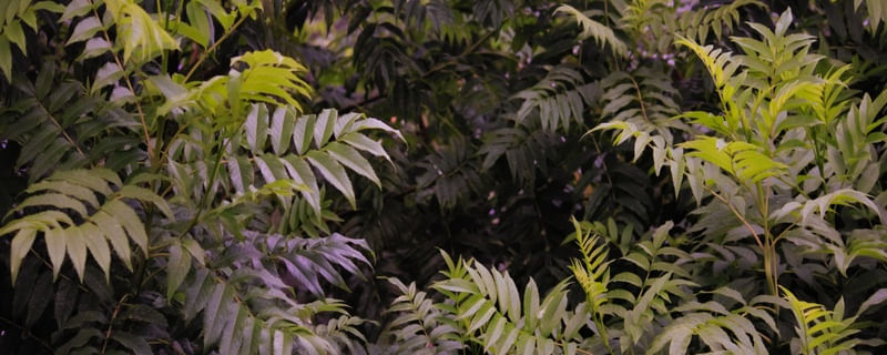 FLORA 272
