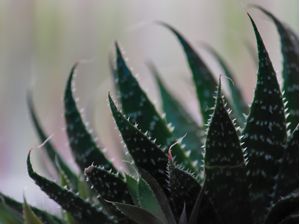 FLORA 1386