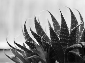FLORA 623