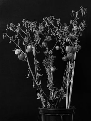 FLORA 3652