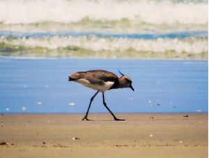 QUERO-QUERO NA PRAIA