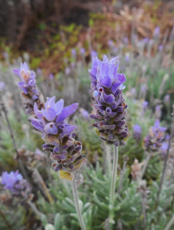 LAVANDA EM FLOR