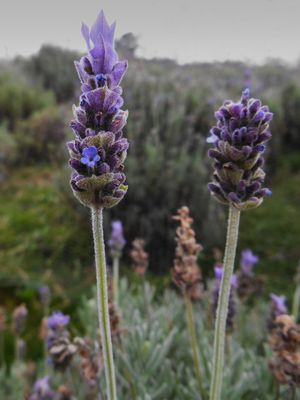 LAVANDA FLORIDA