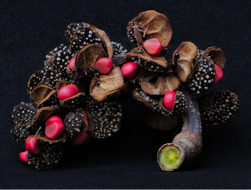 FRUTO ACOMODADO