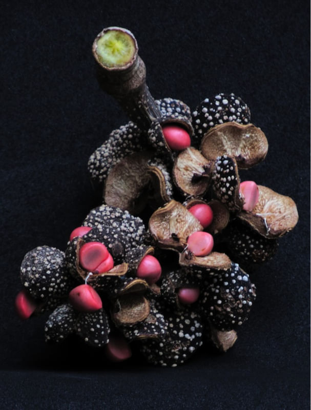 RETRATO DE FRUTO
