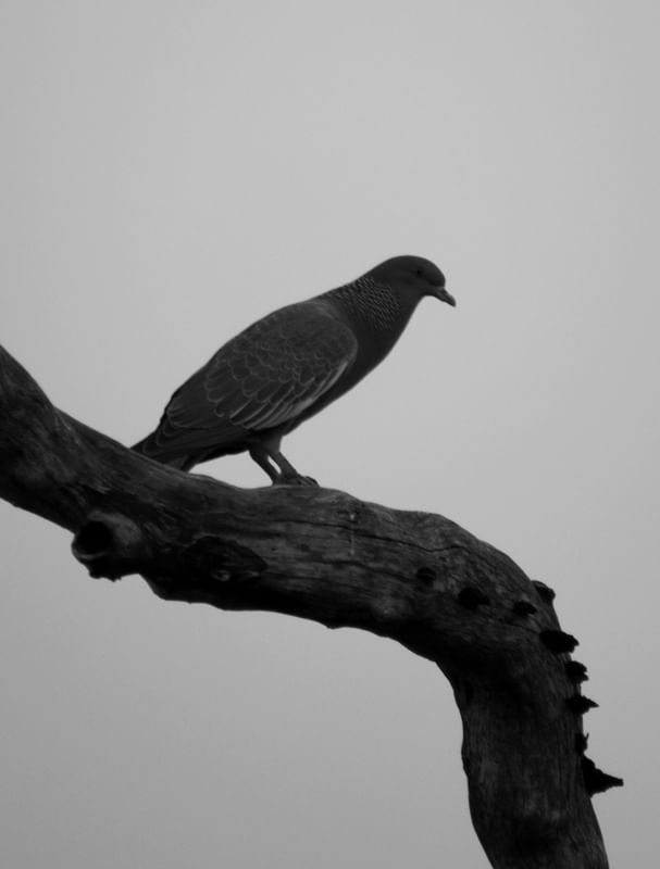 POMBO POUSADO