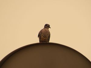 POMBO NA PARABÓLICA