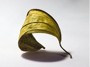 FLORA 367