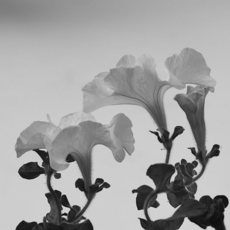 FLORA 5695