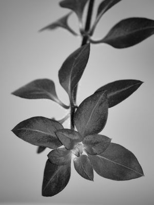 FLORA 1117