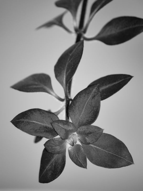 FLORA 1117