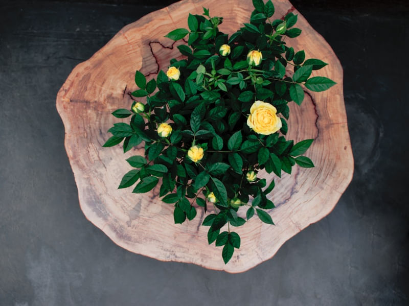 FLORA 2251