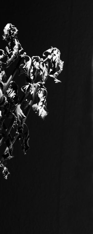 FLORA DIPTICO A 800