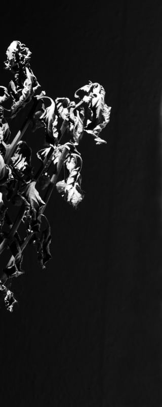 FLORA DIPTICO A 800