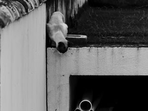 GATO 2118