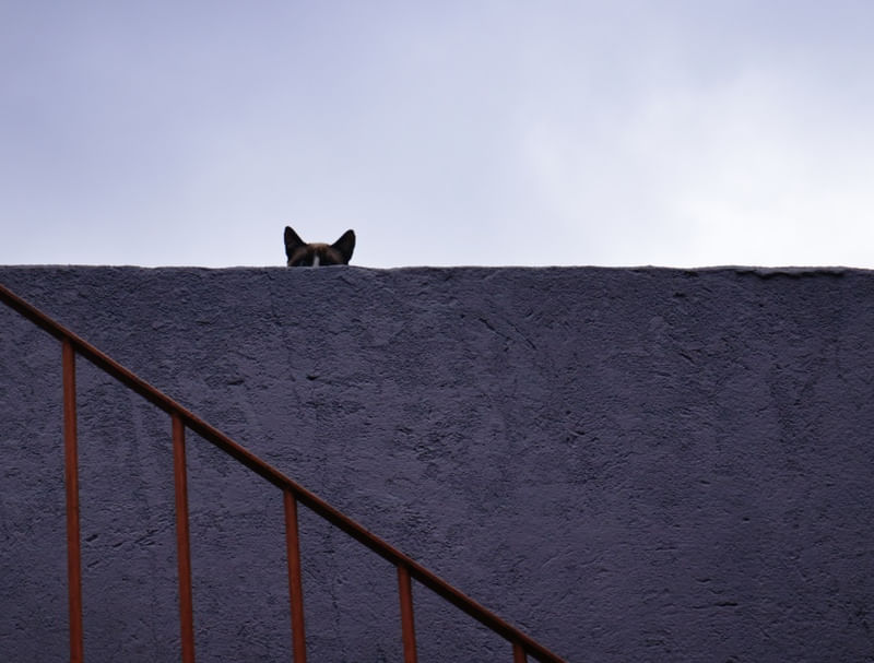 GATO 3145