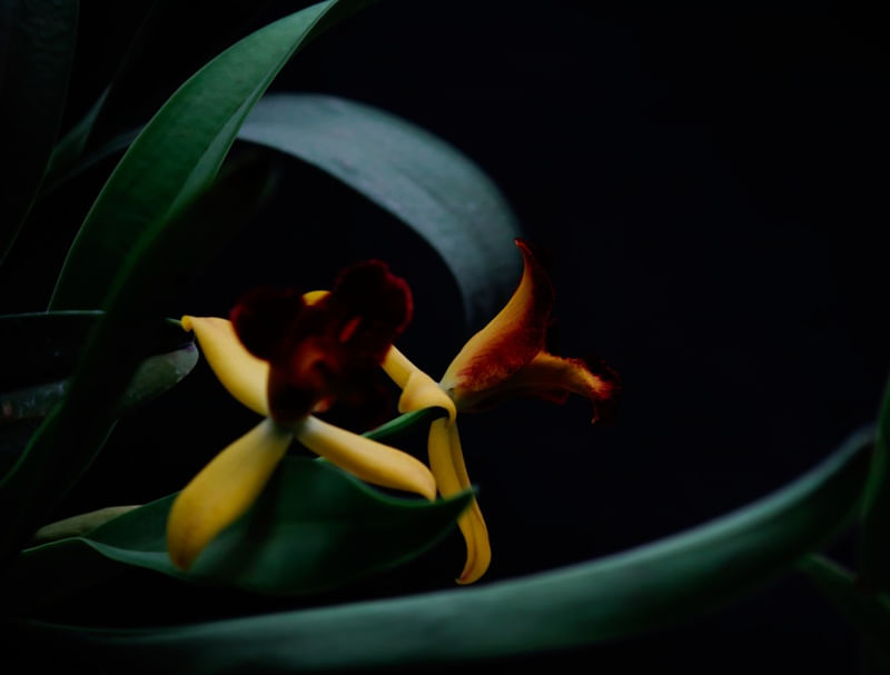 FLORA 639