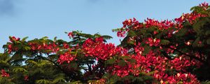 FLORA 1724