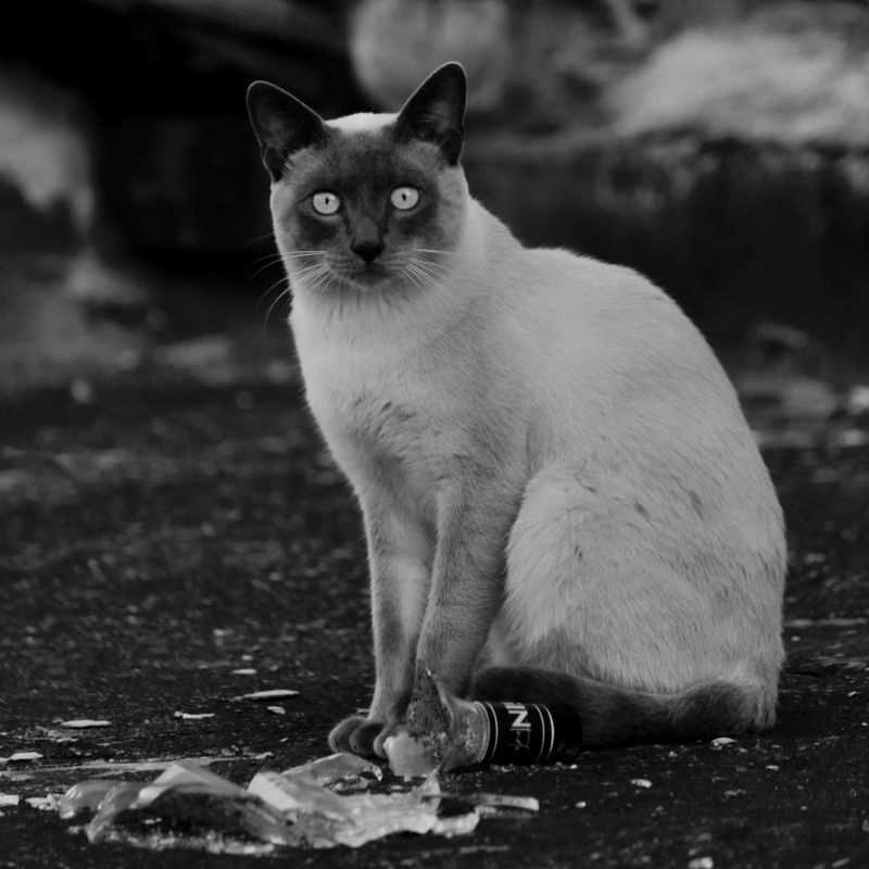 GATO 1772