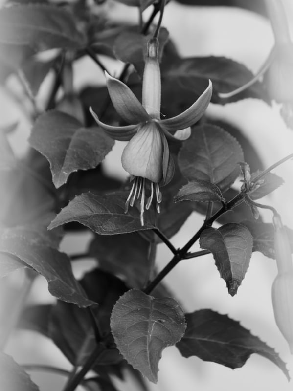 FLORA 1299