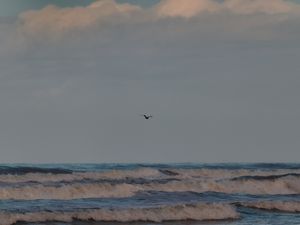 BORACEIA 2875