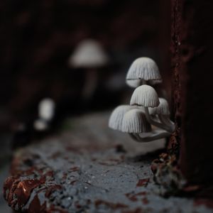 FLORA 1221