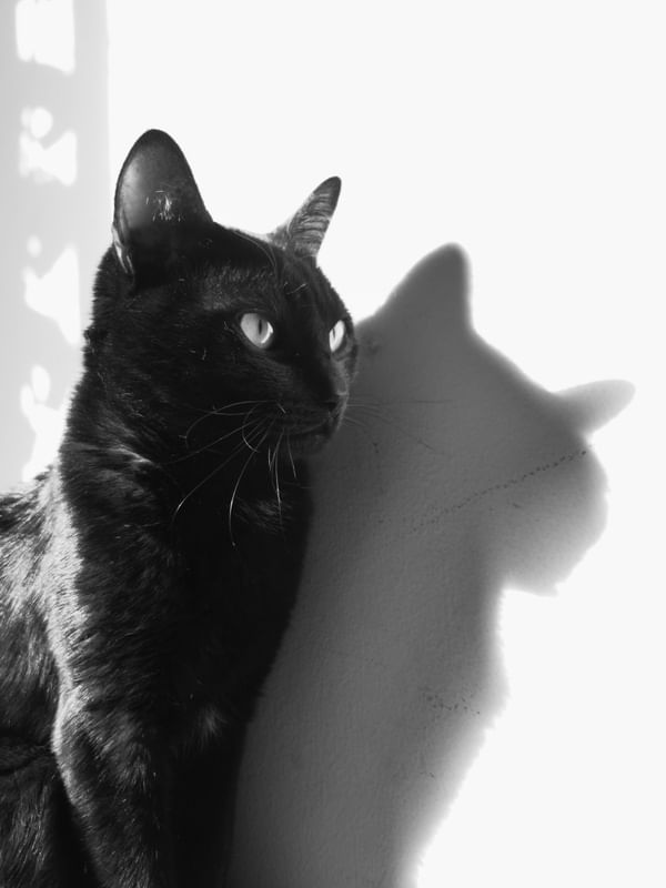 GATO 1278